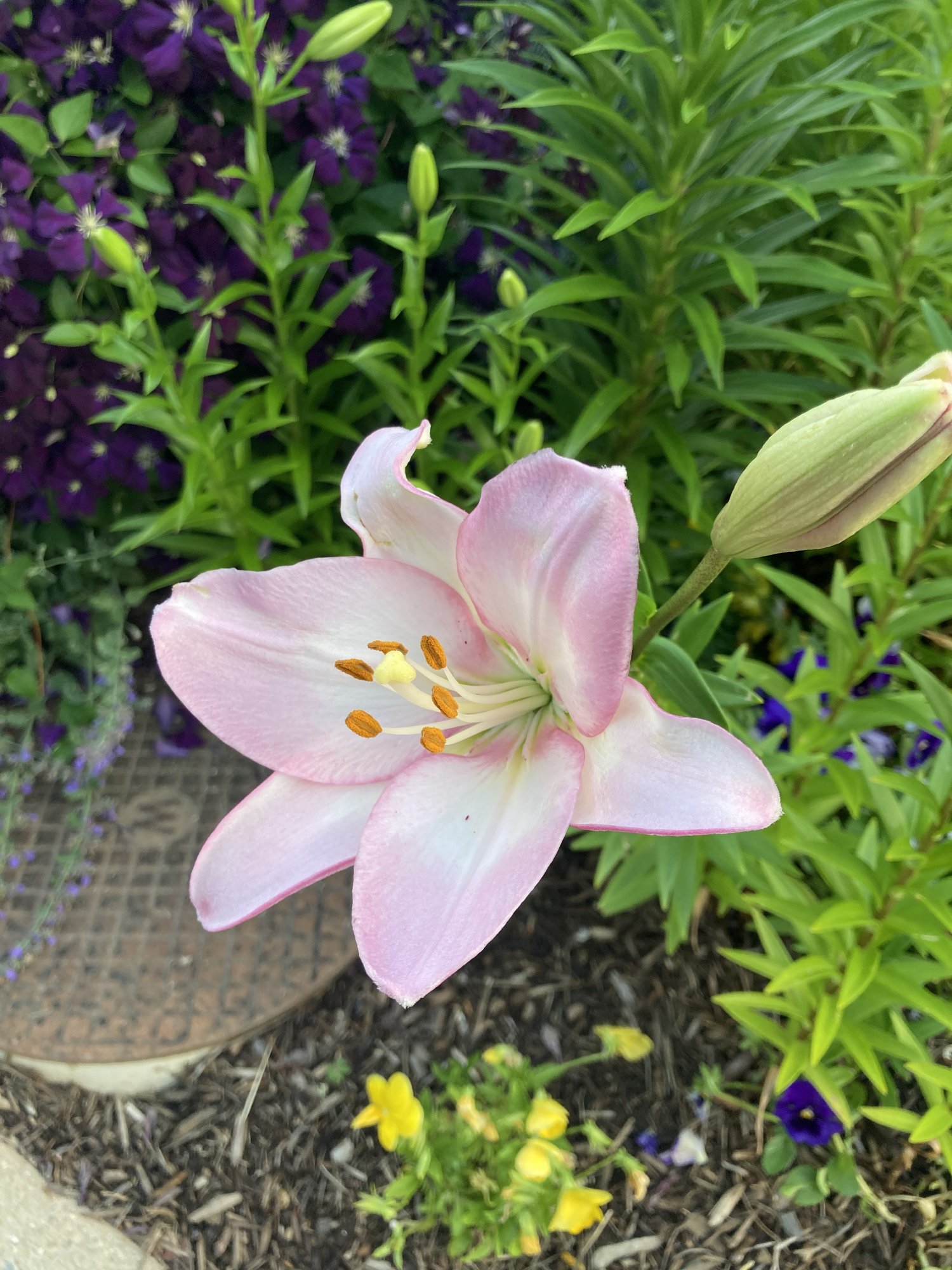 IMG_2004.jpeg
