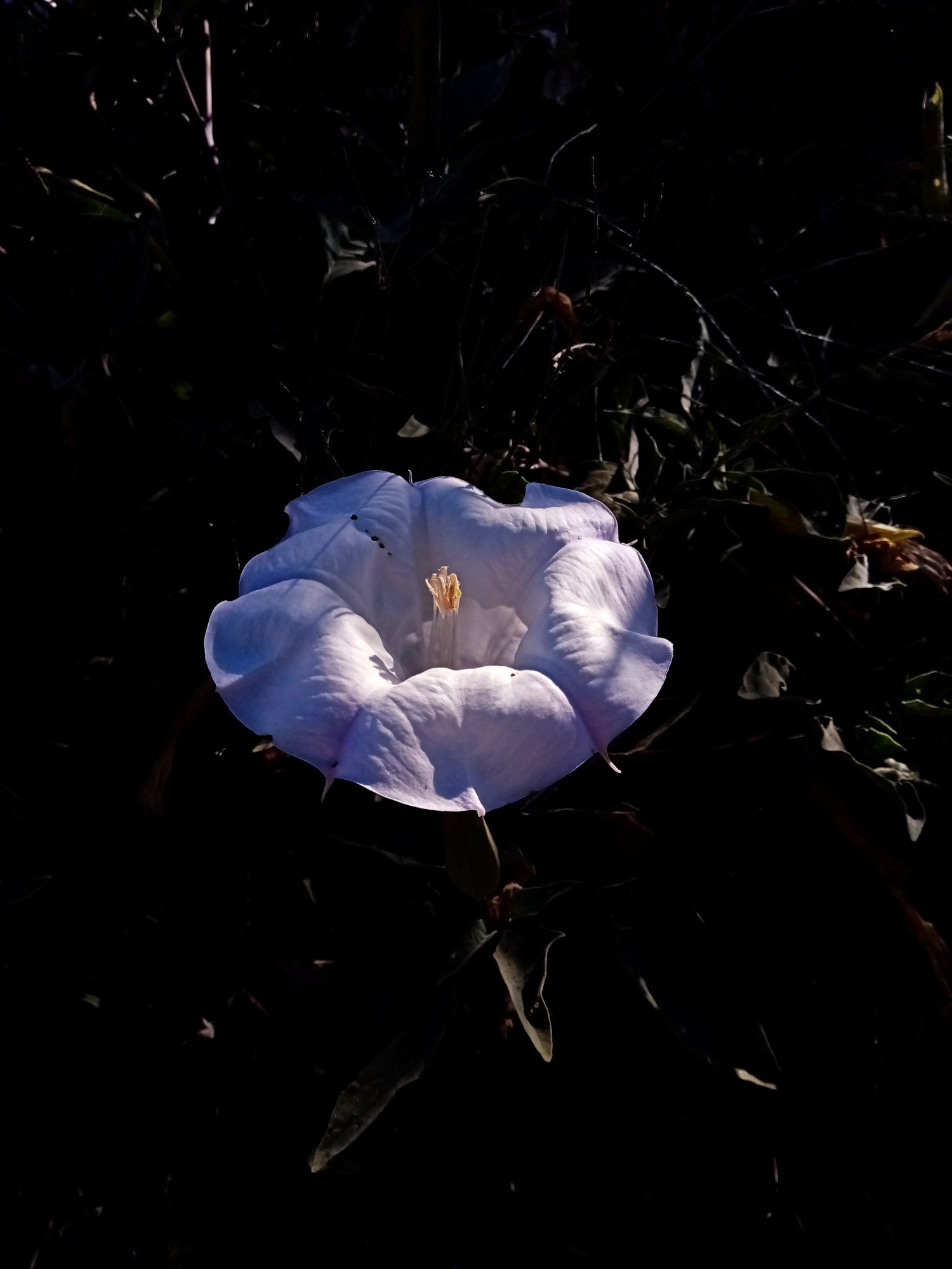IMG_20250619_081216x.jpg