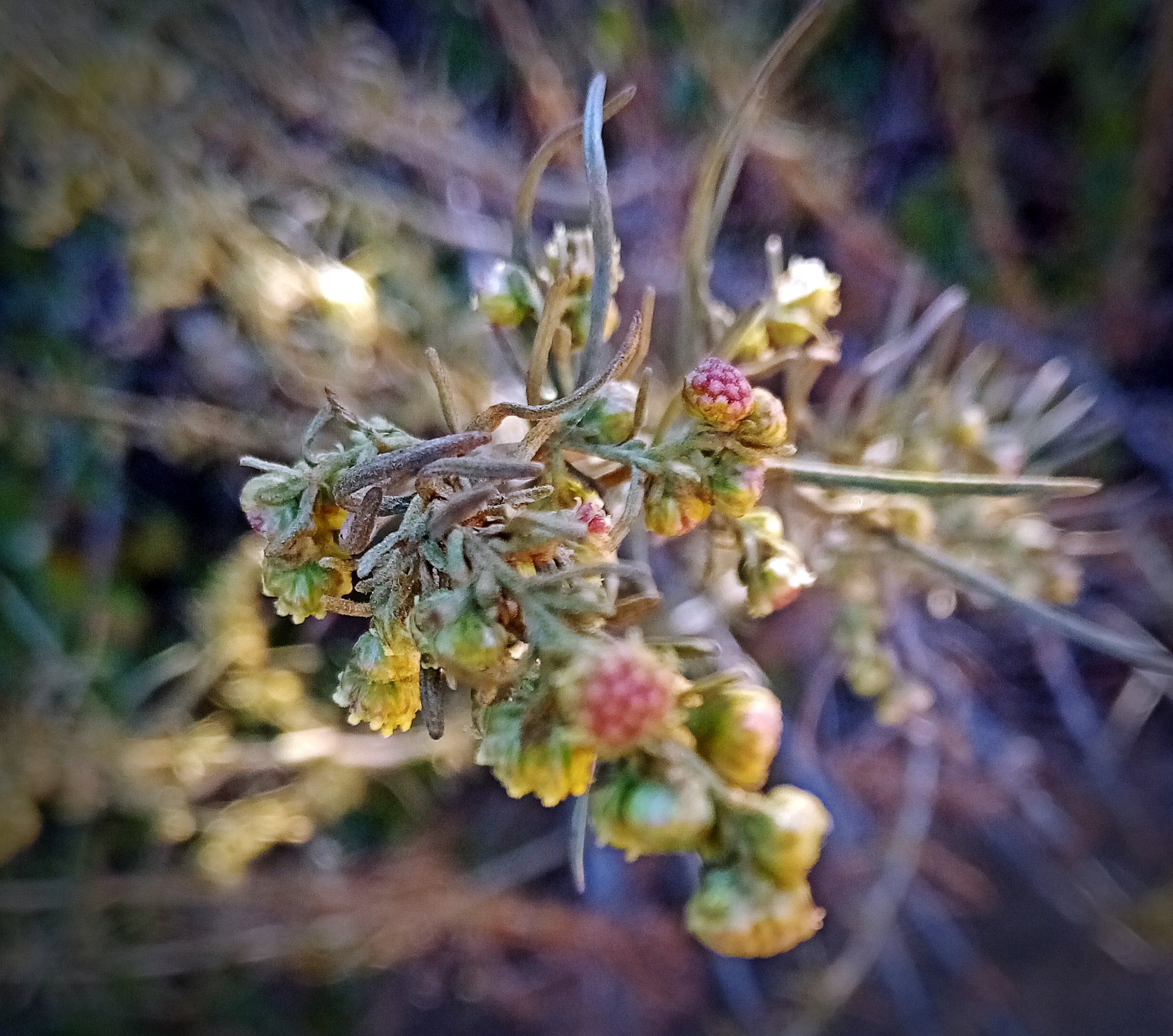 IMG_20251102_081242 cropxv.jpg