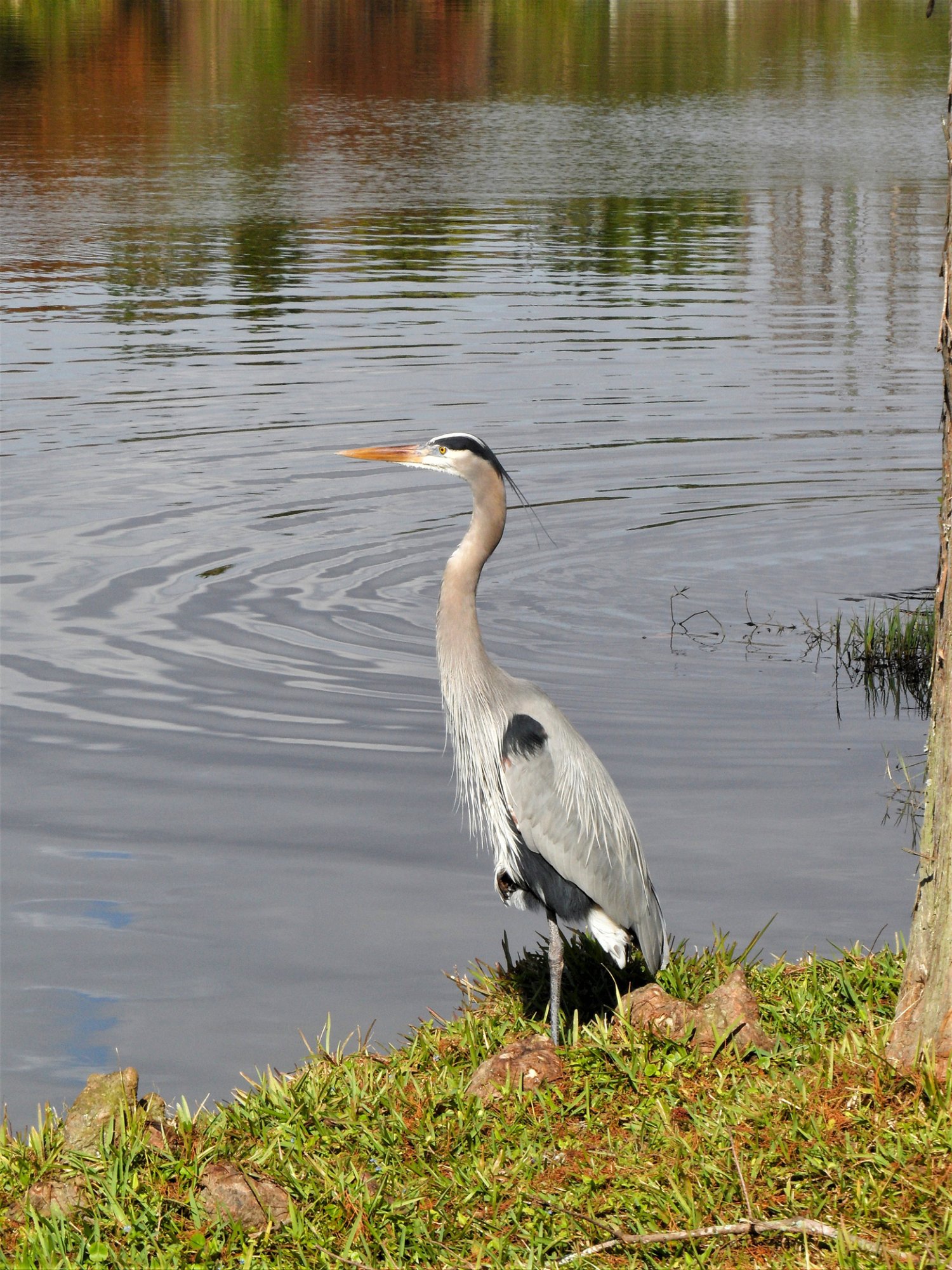 IMG_2215b.jpg