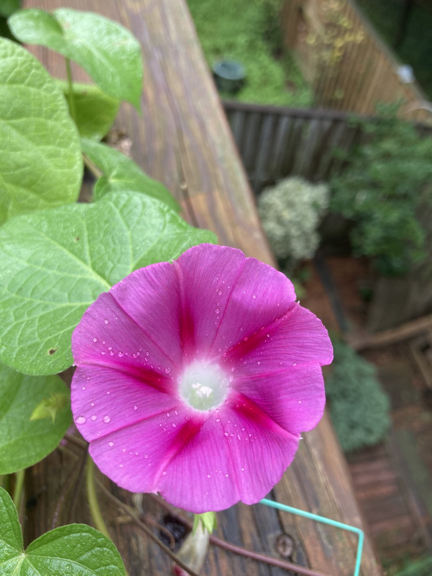 IMG_2454.jpeg