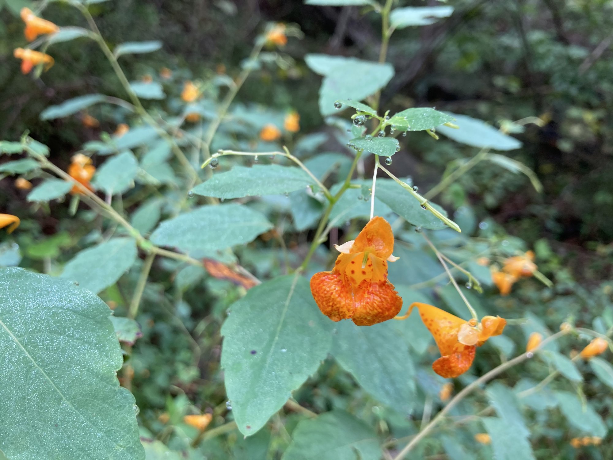 IMG_2638.jpeg