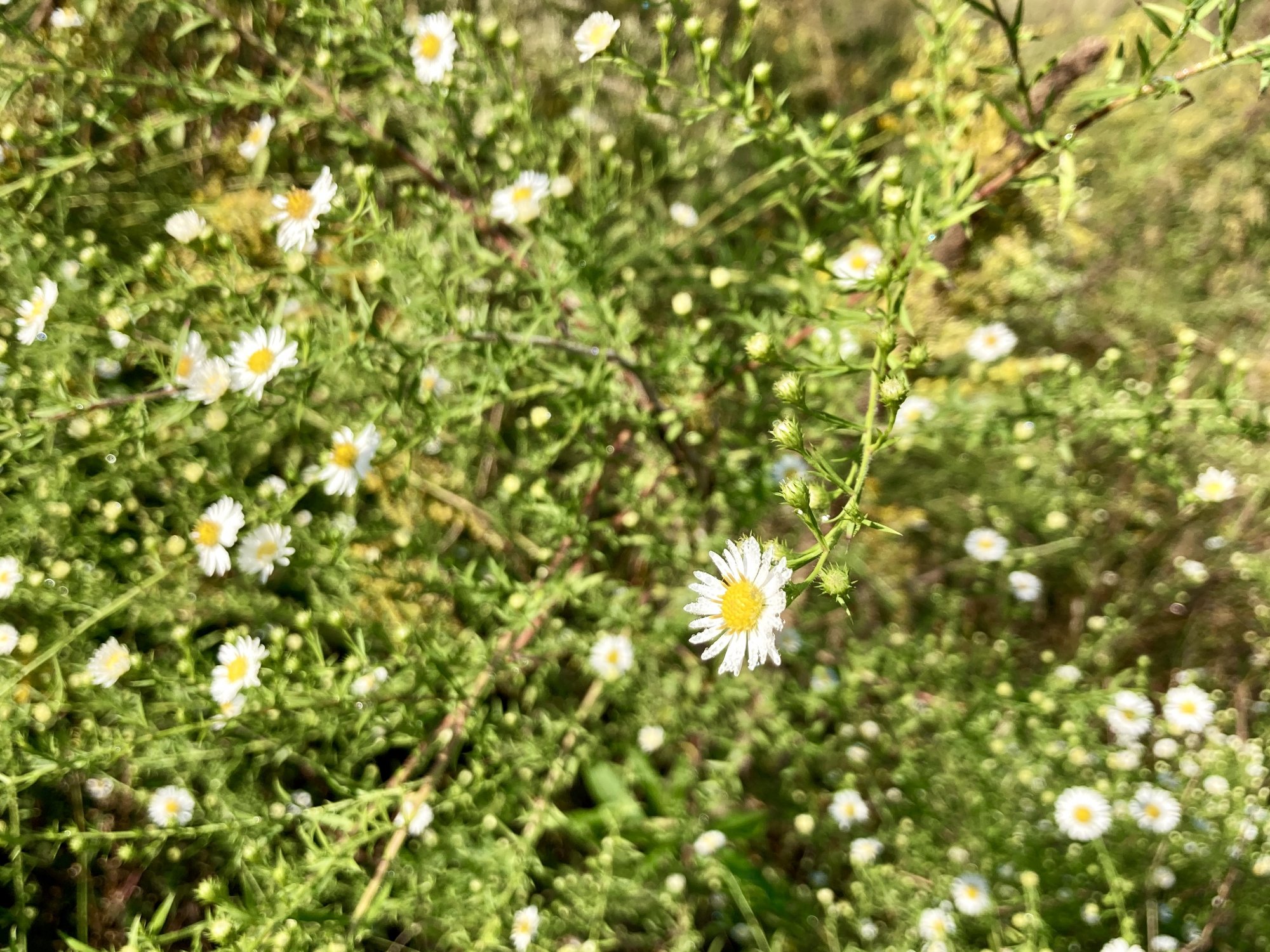 IMG_2659.jpeg