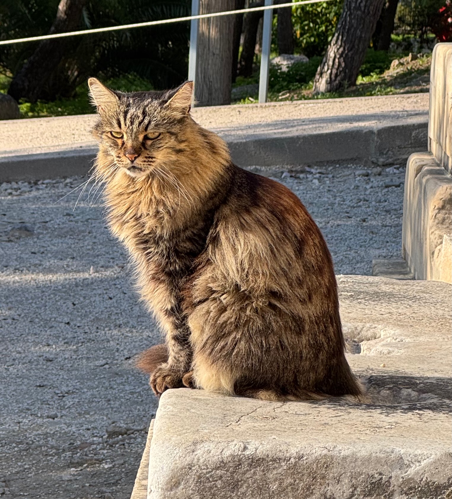 IMG_3249.jpeg