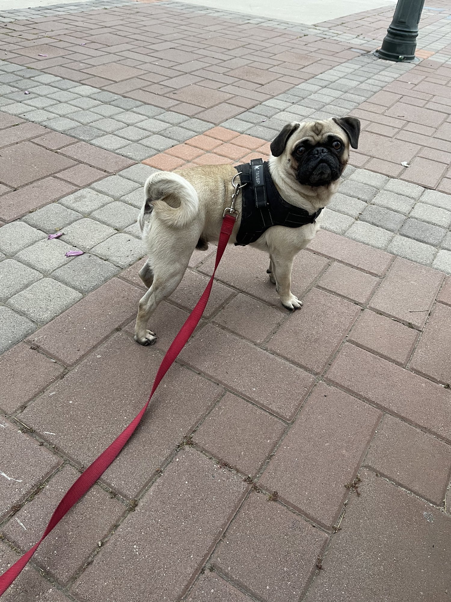 IMG_3485.jpeg