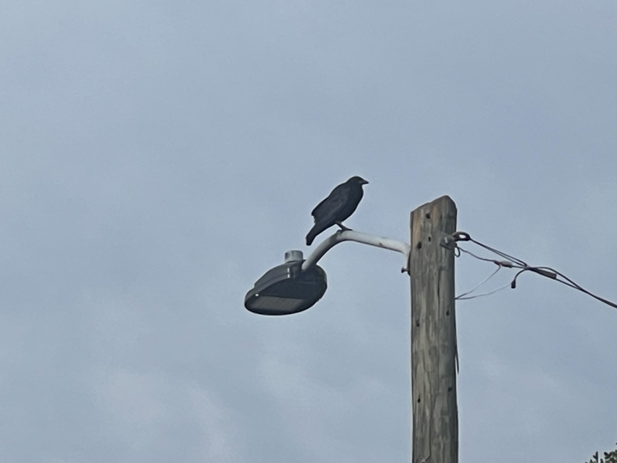 IMG_3550.jpeg
