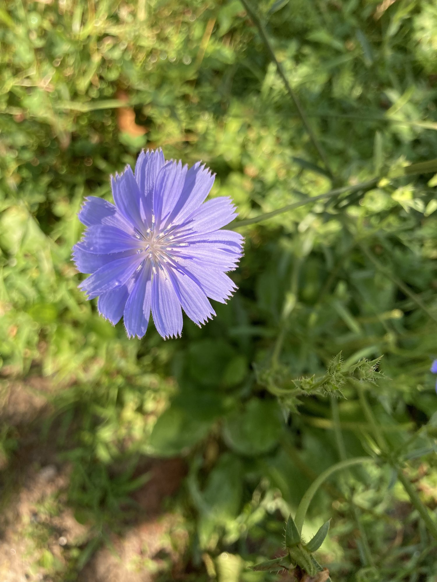 IMG_3695.jpeg
