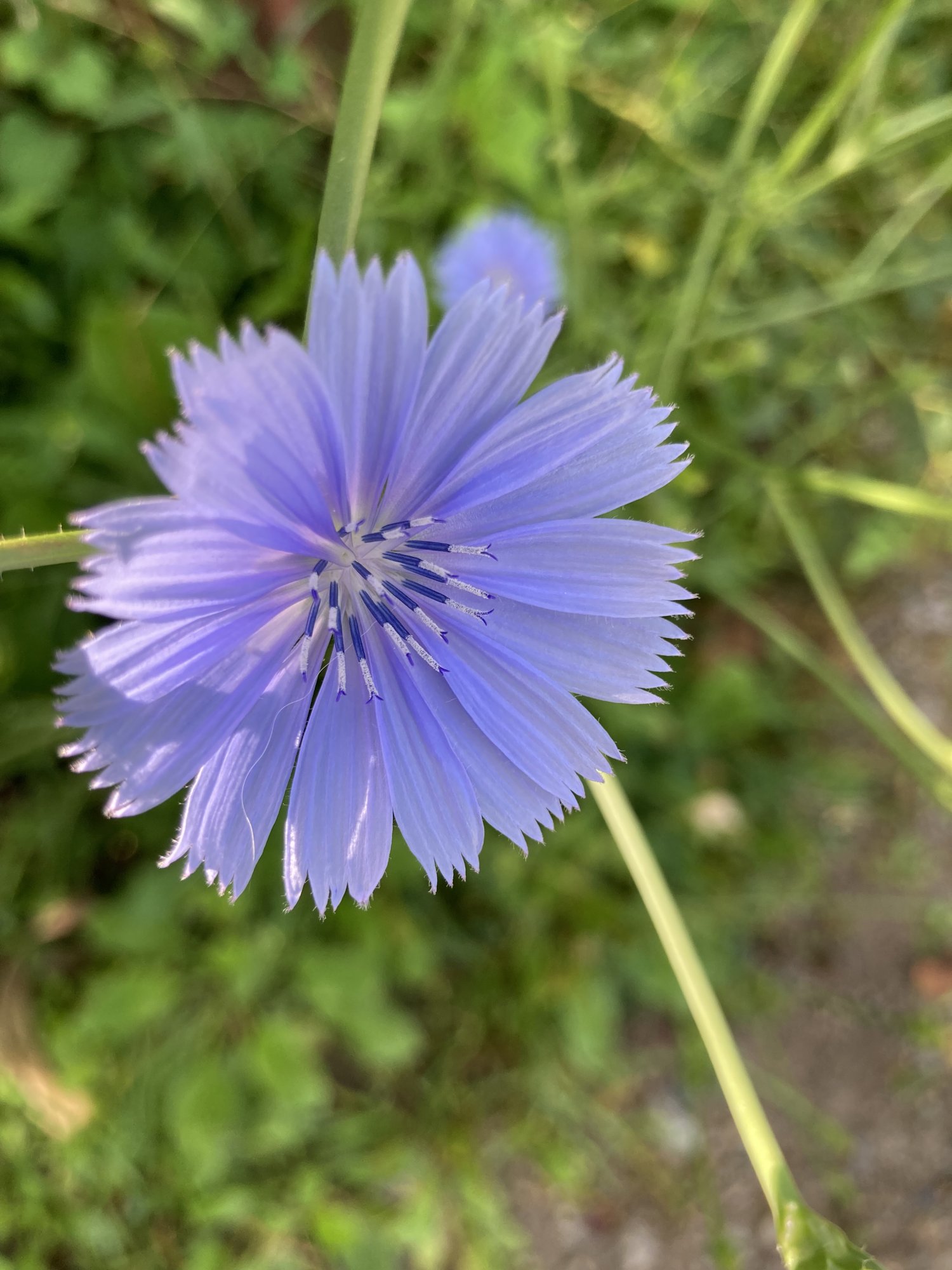 IMG_3696.jpeg