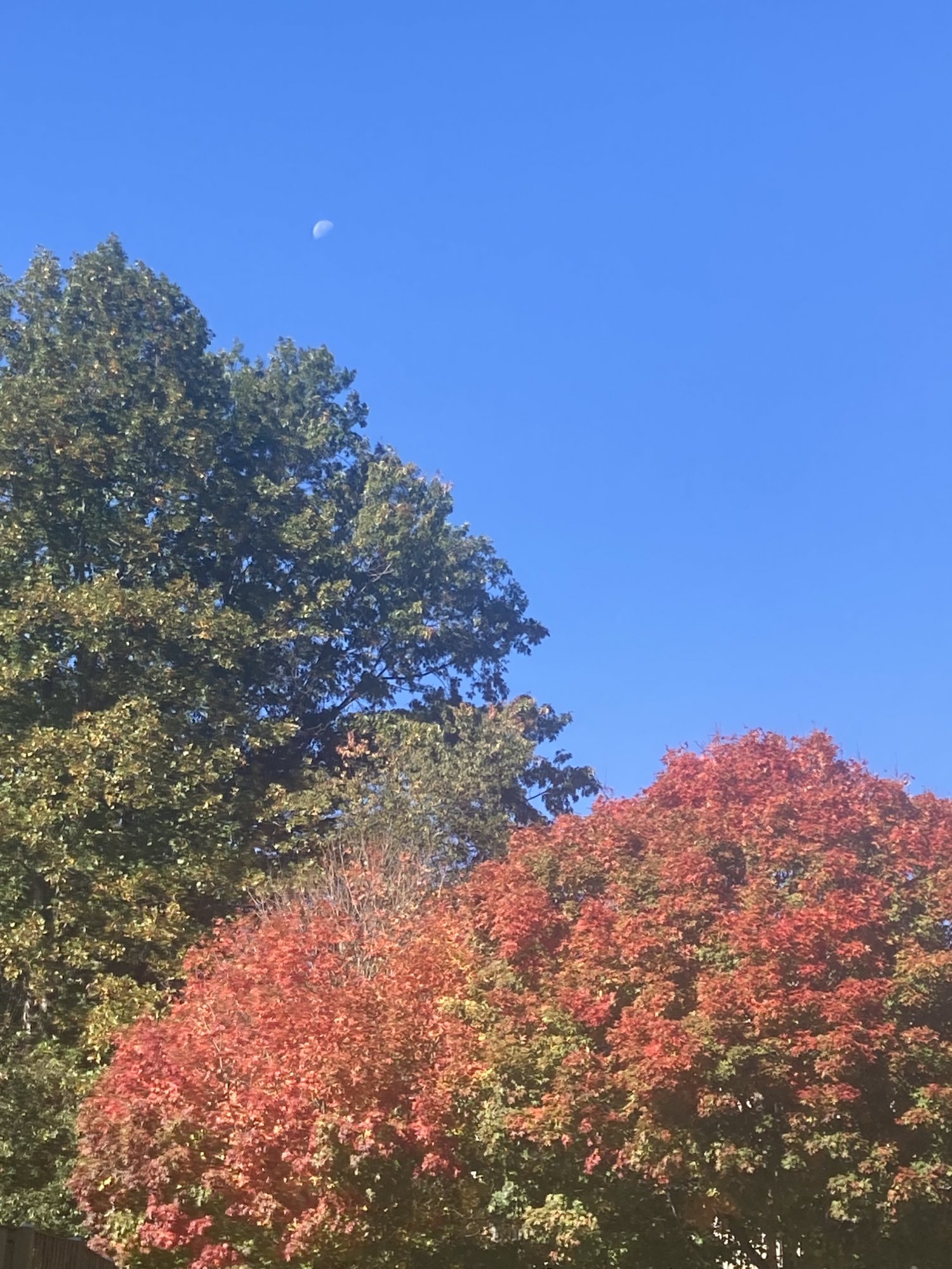 IMG_3993.jpeg