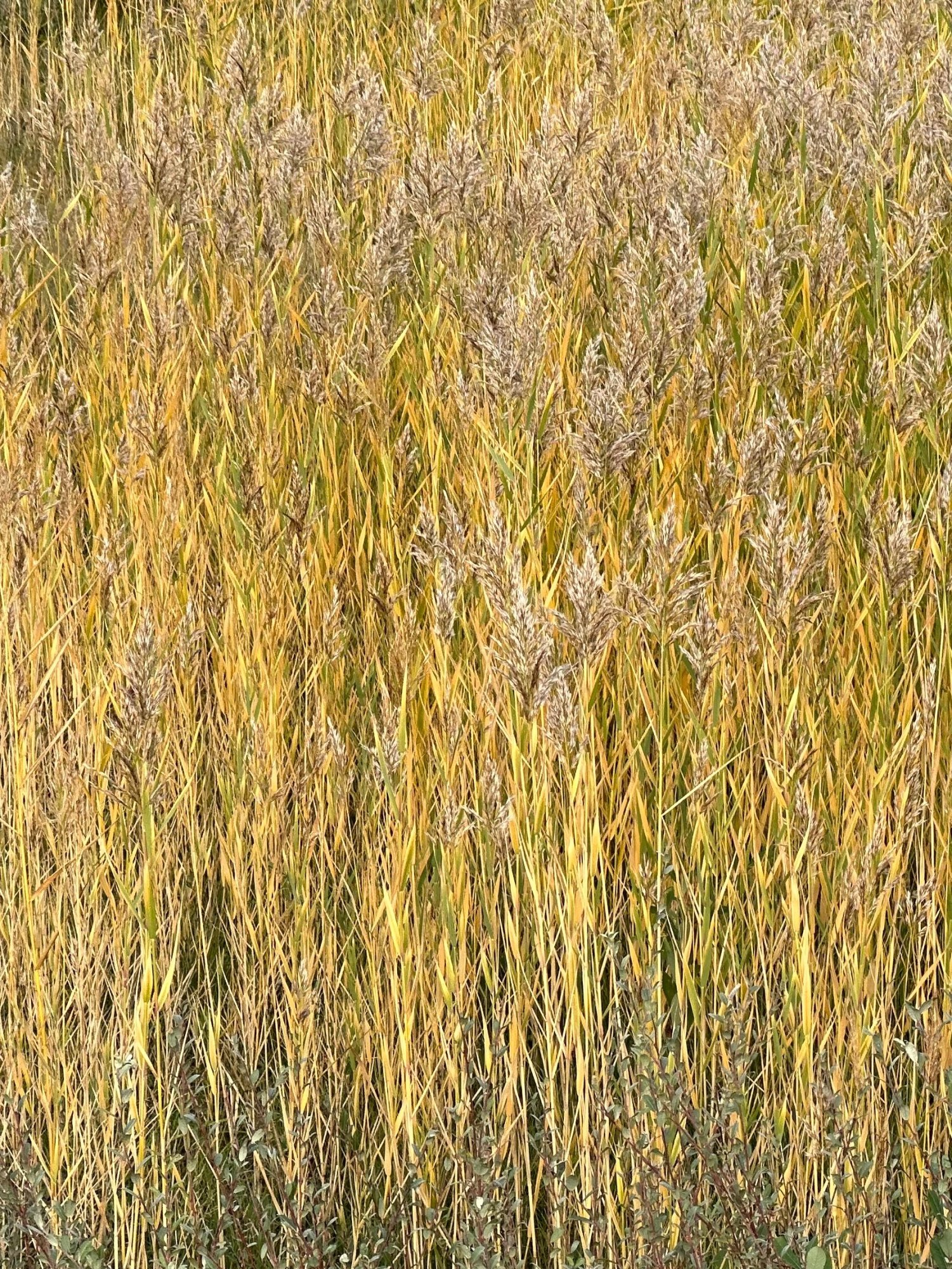IMG_4124.jpg