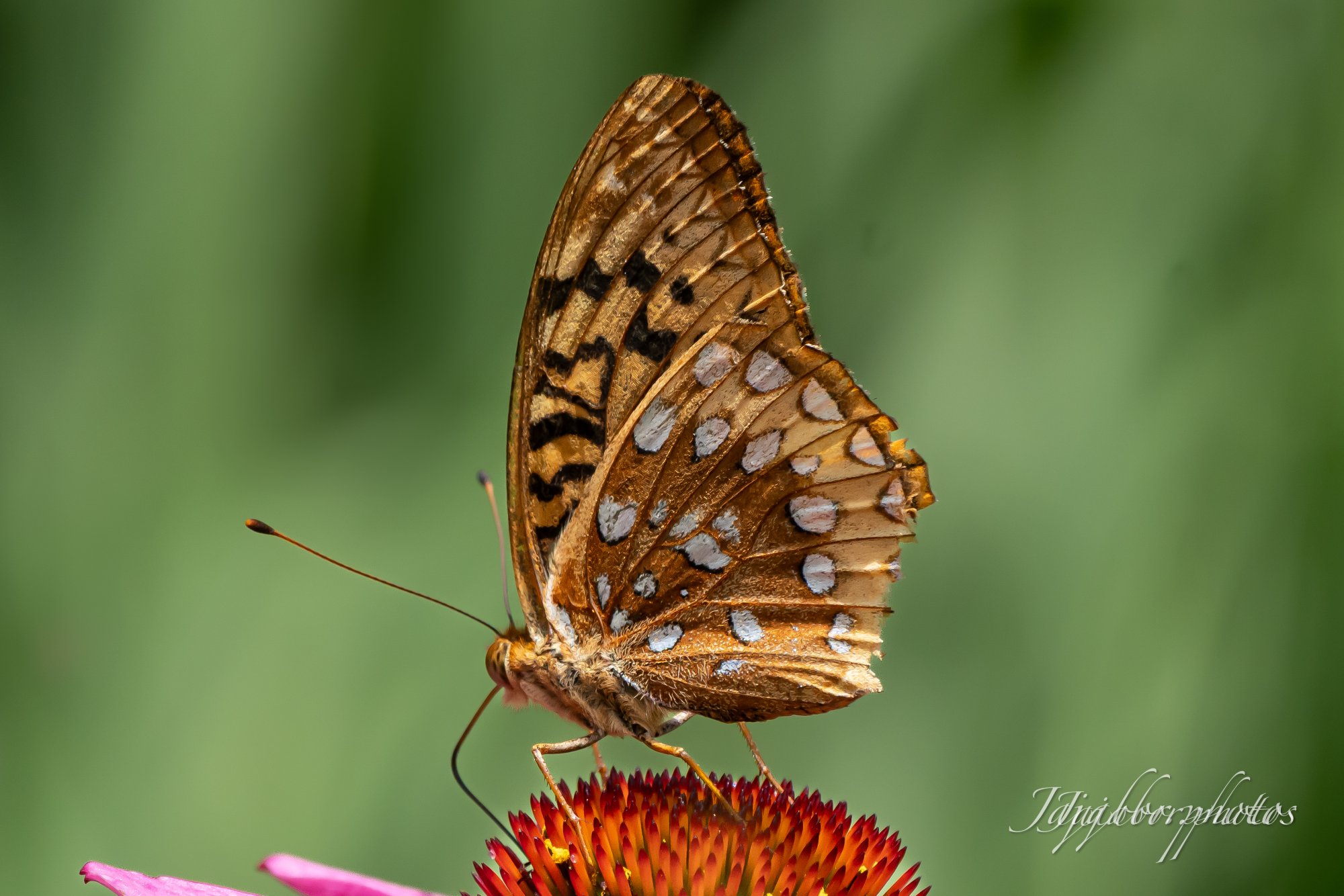 IMG_4847.JPG