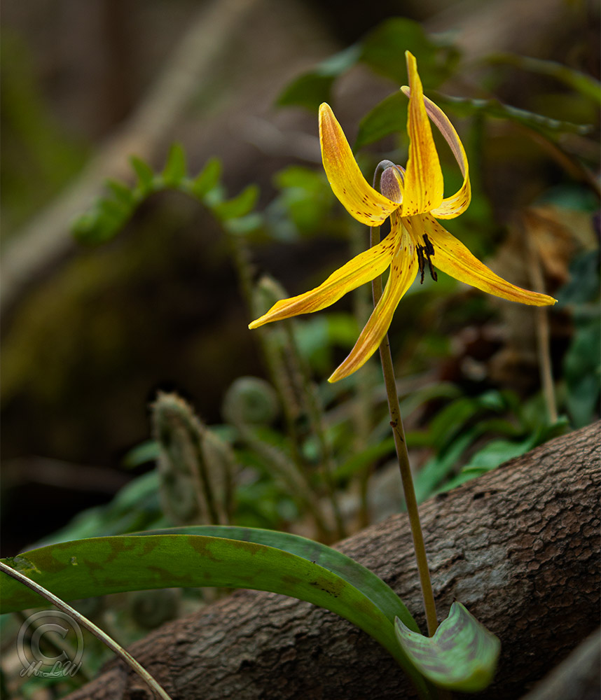 IMG_6246_Trout-Lily_Erythronium_americanum.jpg