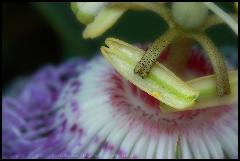 IMG_6271_82710_Passion_Flower.jpg