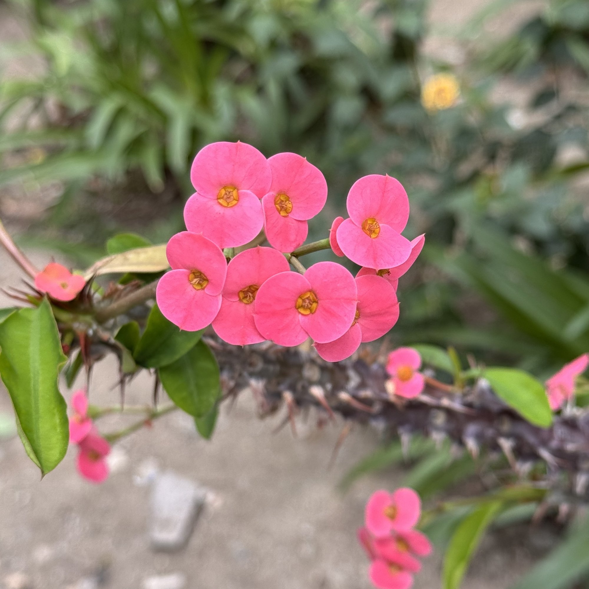 IMG_6544.jpeg