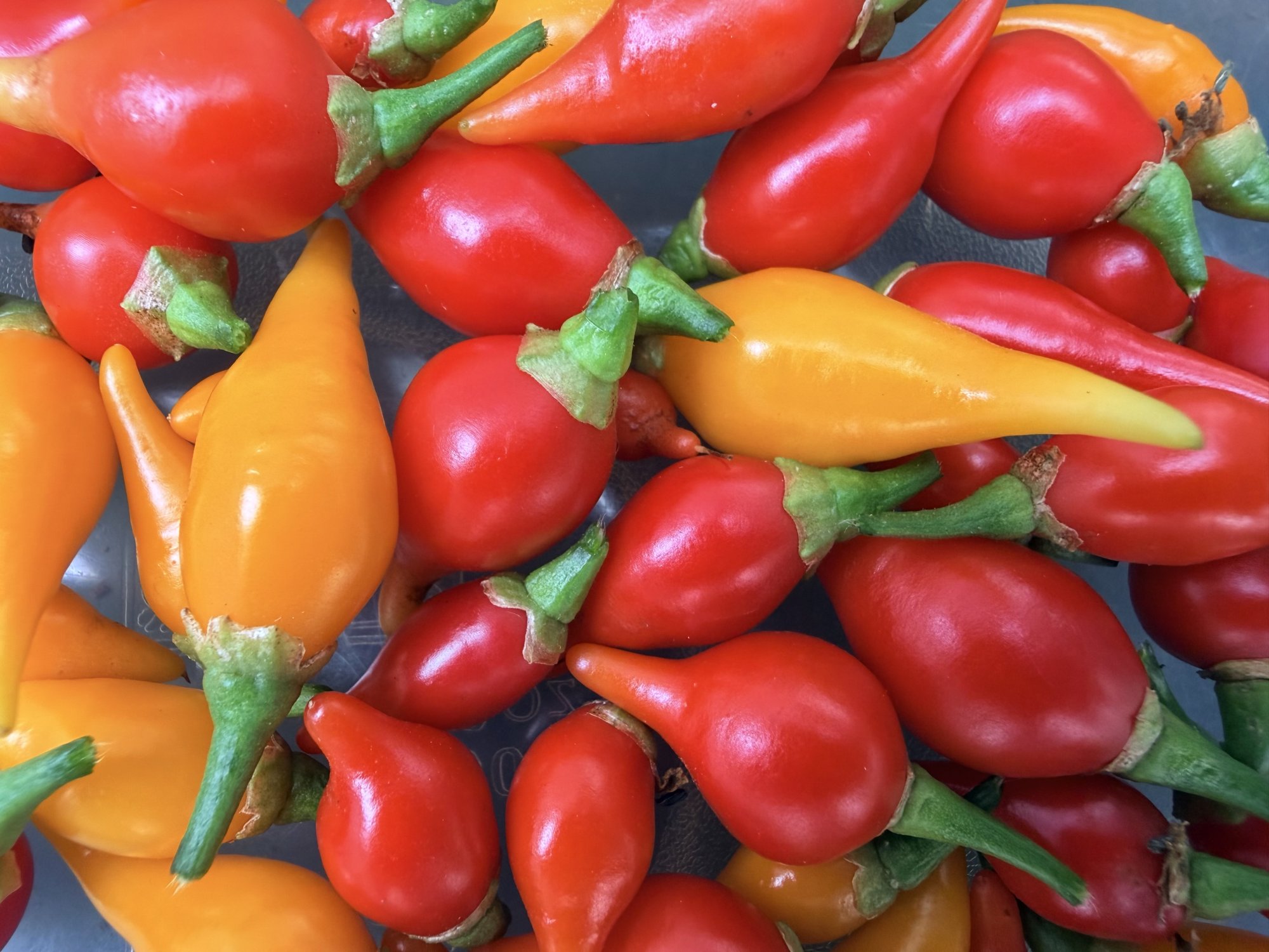 IMG_6725.jpeg IMG_6725.jpeg