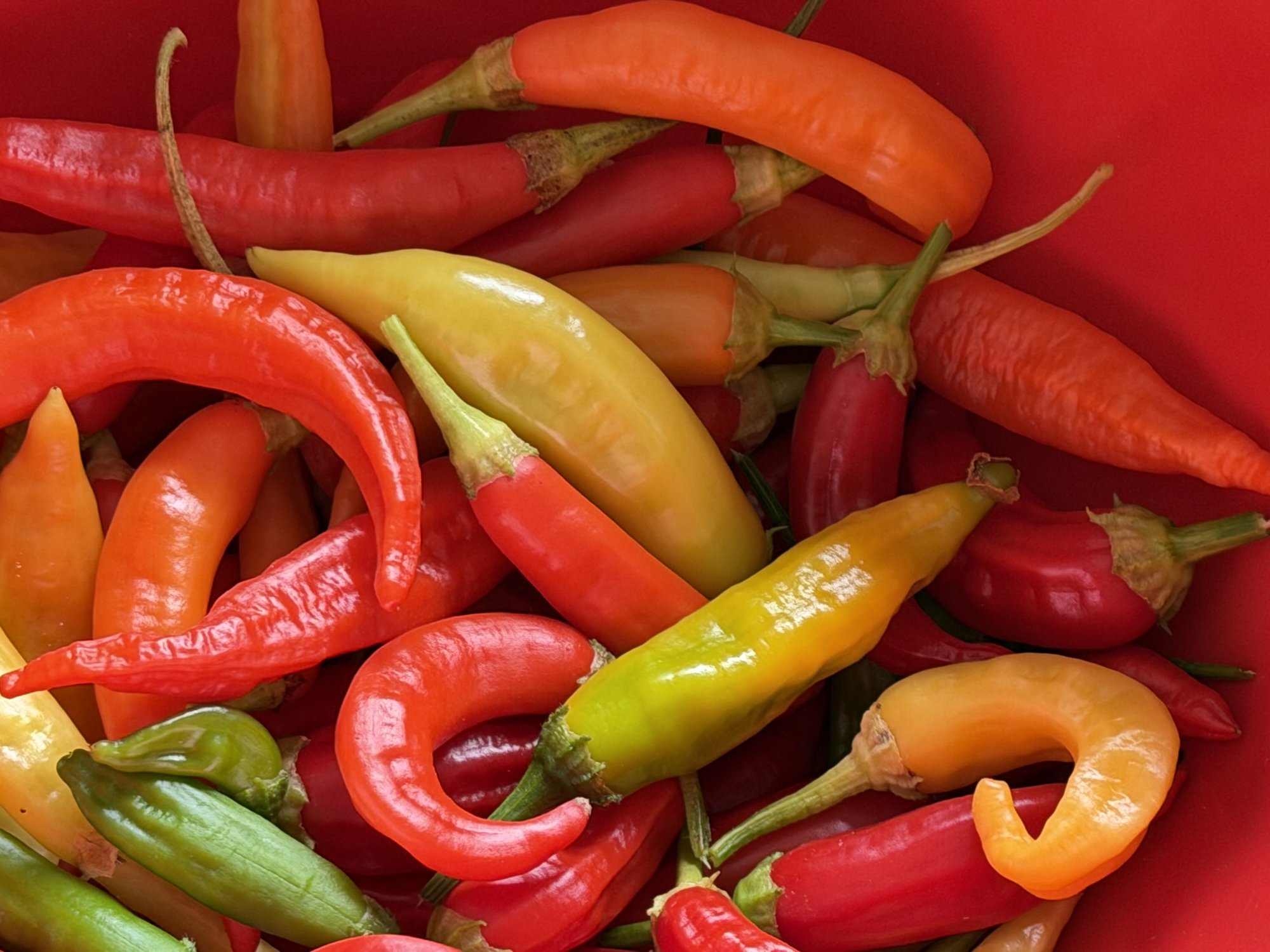 IMG_6729.jpeg IMG_6729.jpeg