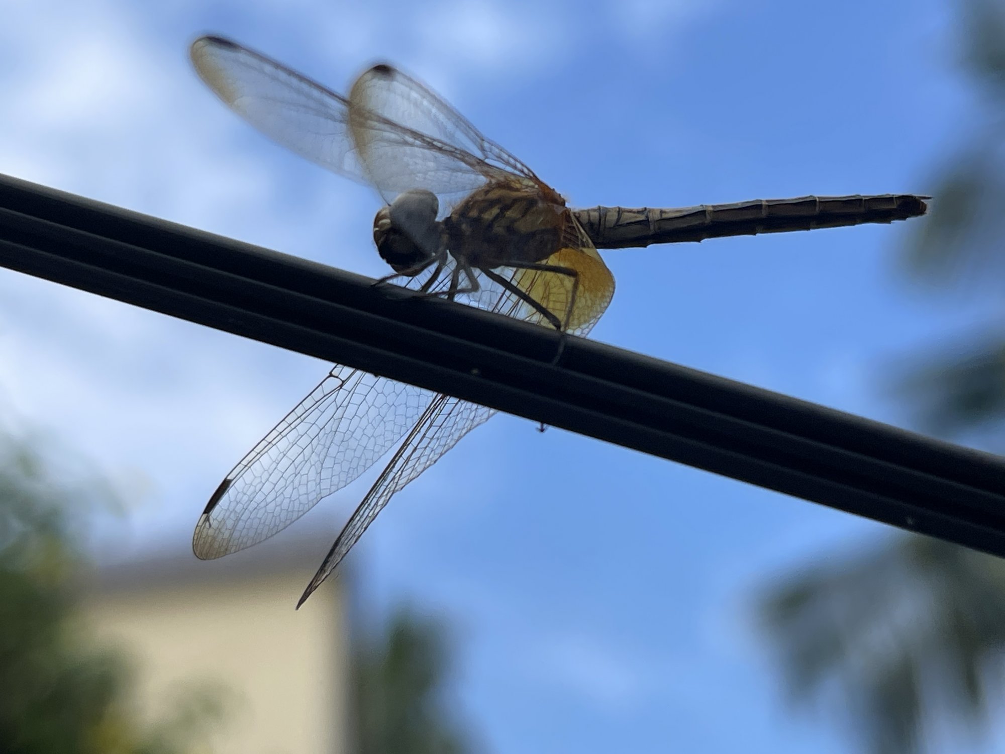 IMG_6864.JPG