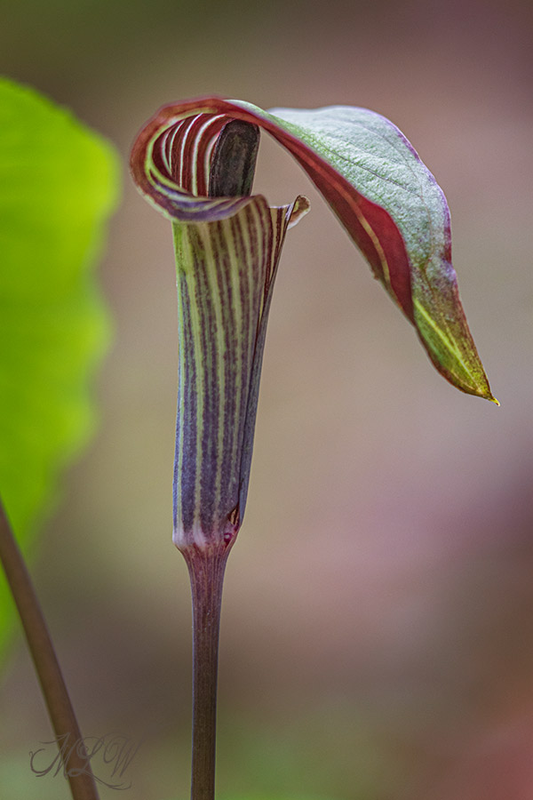 IMG_7046_Jack-in-the-pulpit-_Arisaema_triphyllum_04242020.jpg