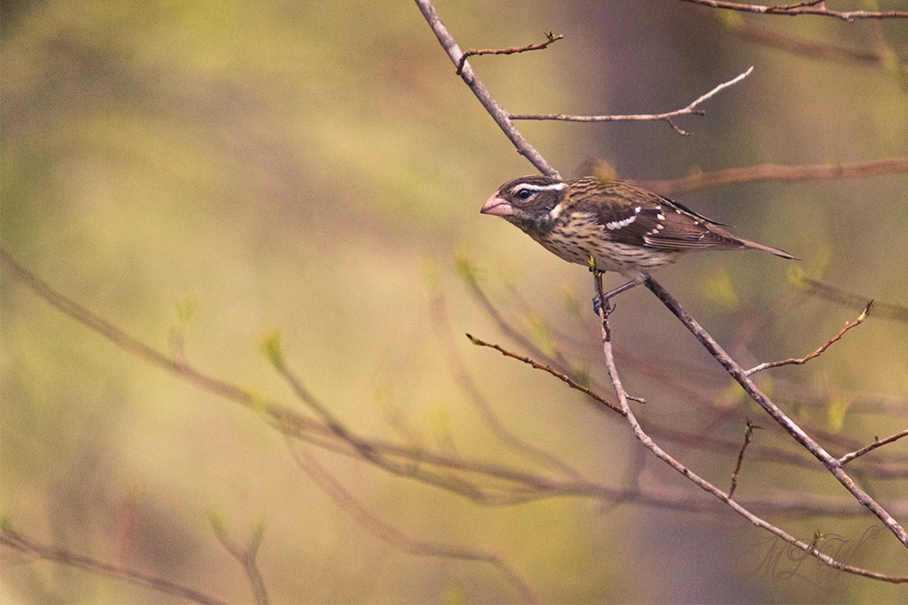 IMG_7158_RoseBreastedGrosbeak_04252020.jpg