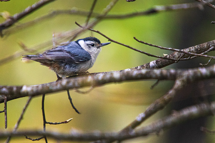 IMG_7333_Nuthatch_04302020.jpg