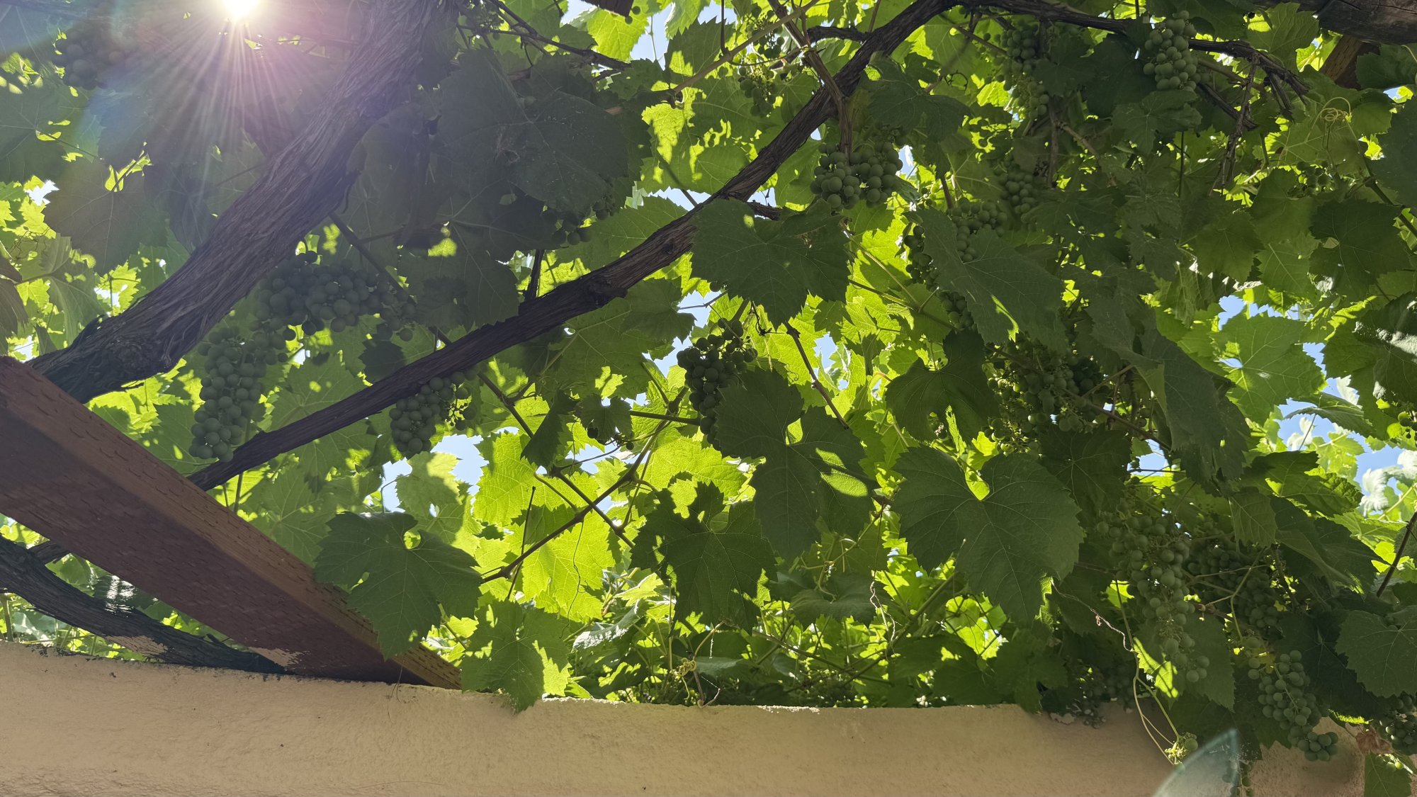 IMG_7724.jpeg