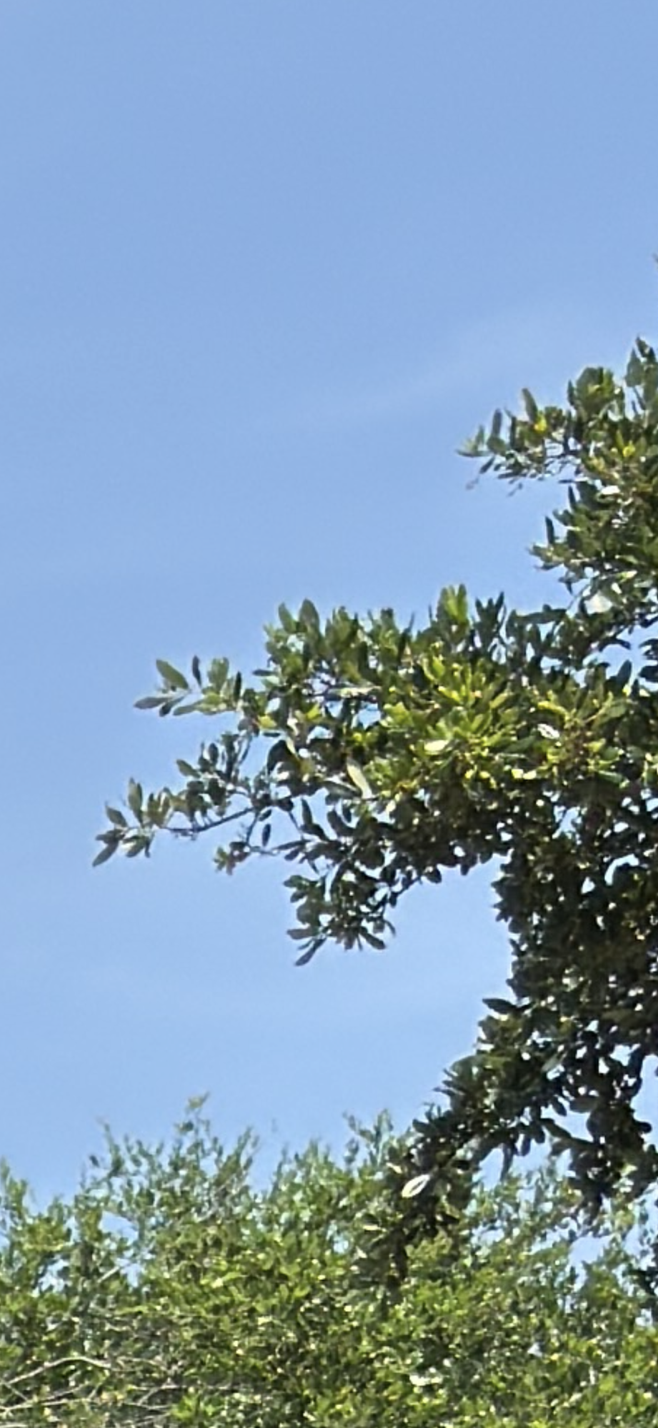 IMG_8809.png
