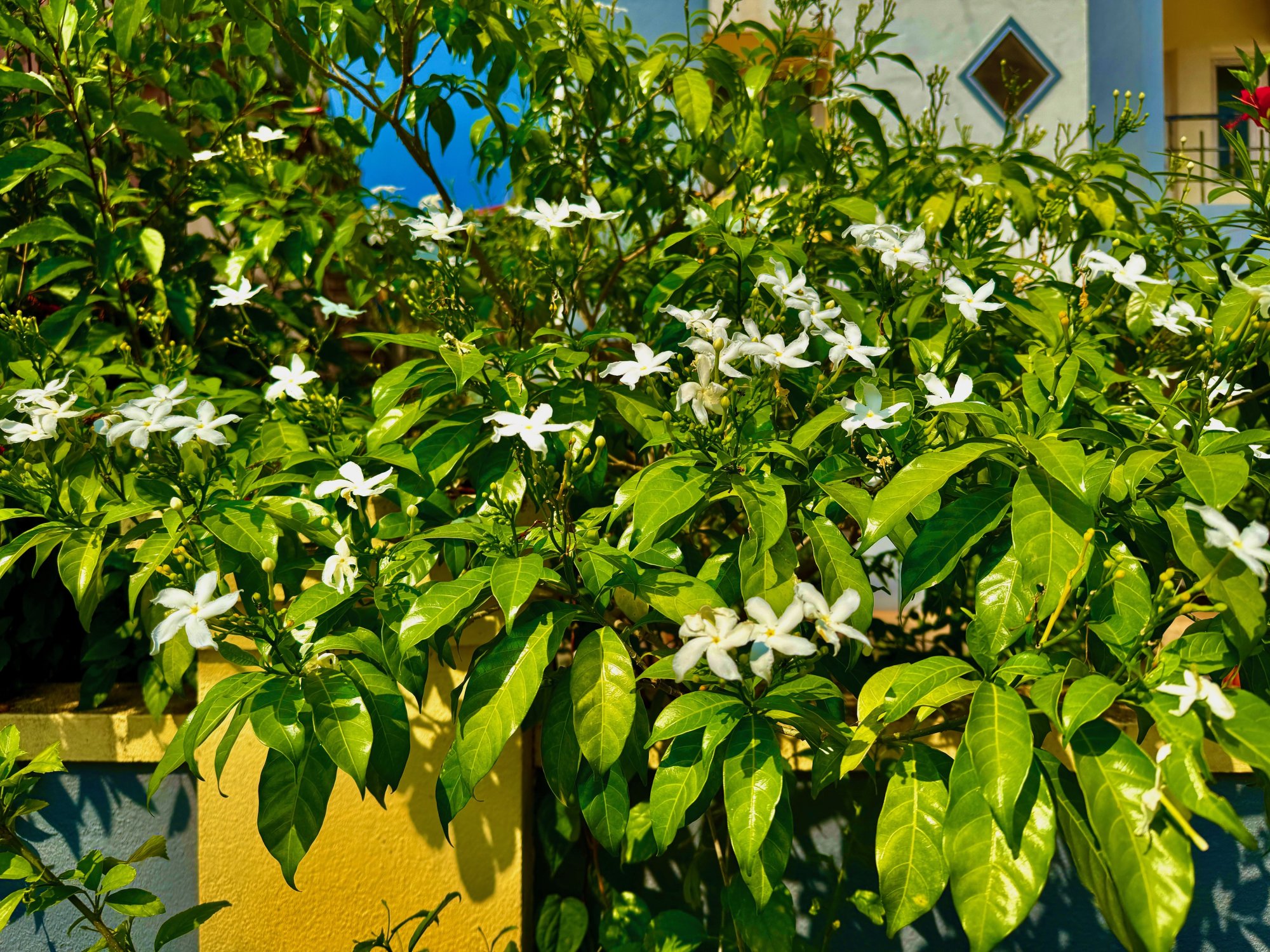 IMG_9476.jpeg
