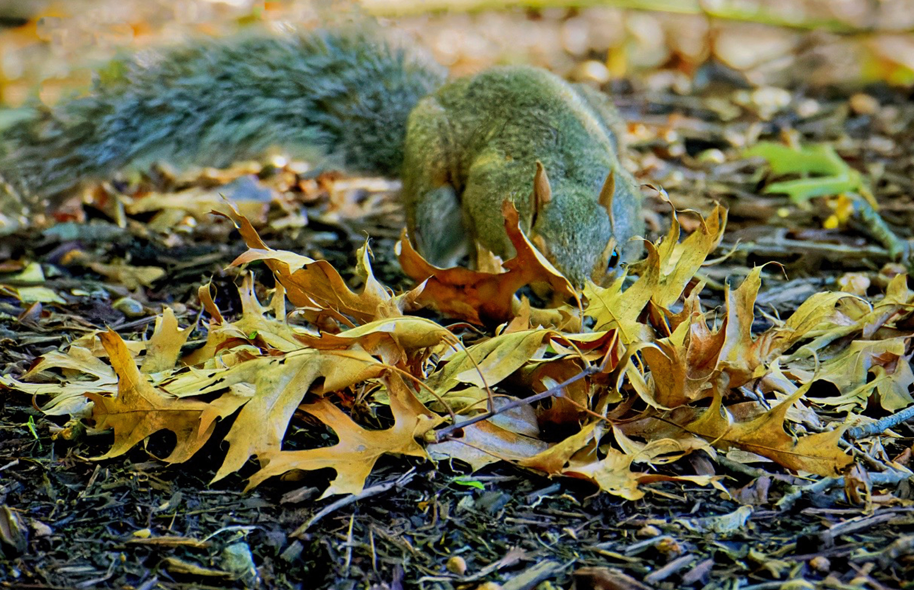 In the Leaves.jpg