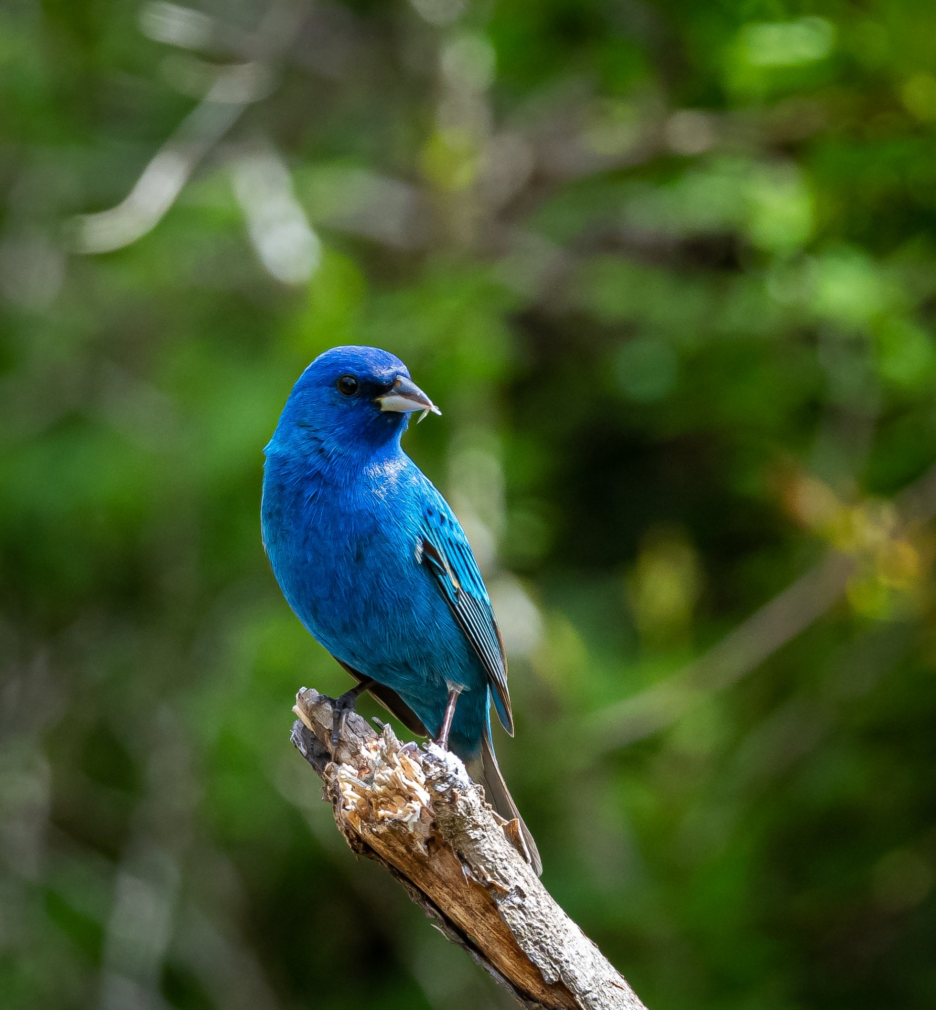 indigo_bunting_5-16-2020-2.jpg