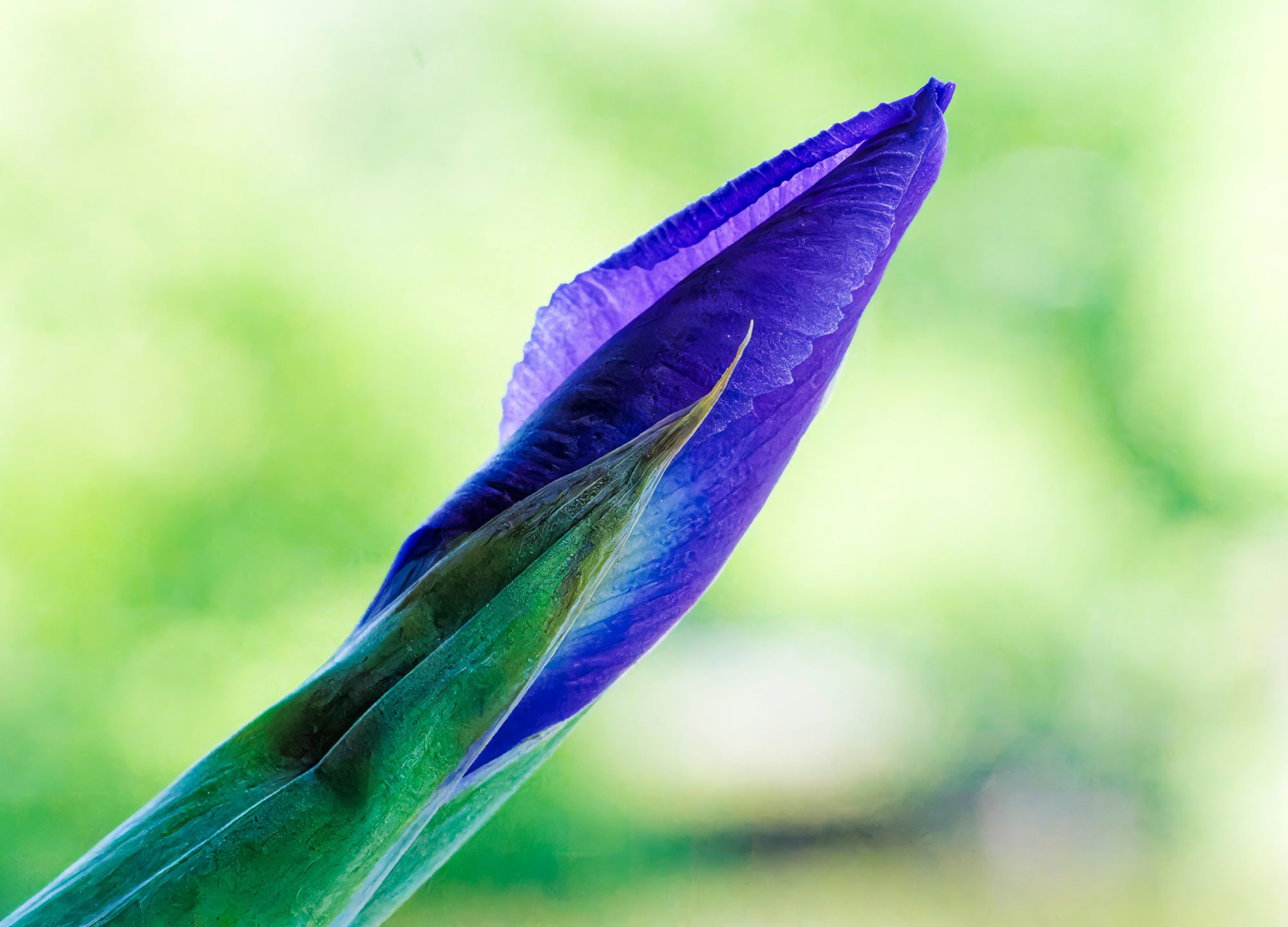 Iris Preparing to Bloom.jpeg