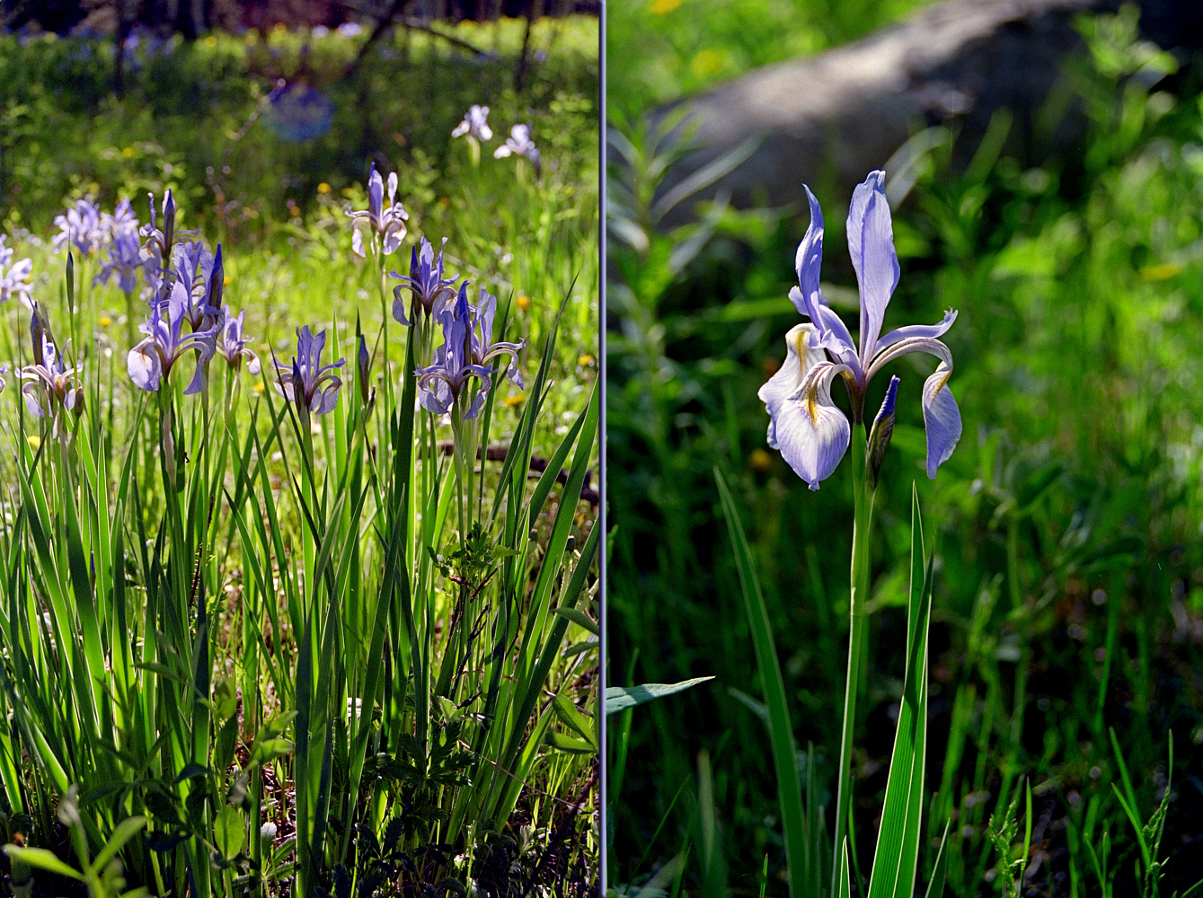 Iris90_15&21_Sld.jpg