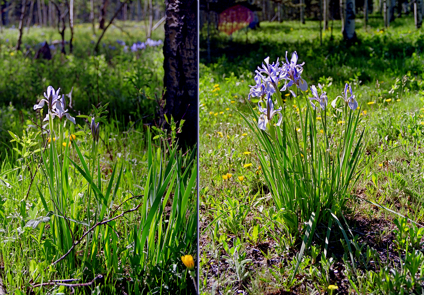 Iris90_16&18_Sld.jpg