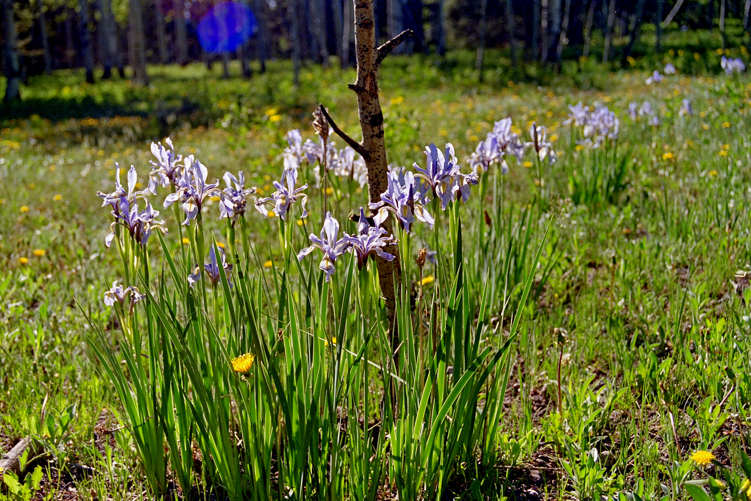 Iris90_17_Sld.jpg