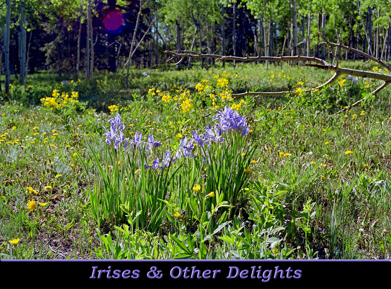 Iris90_20(19)A_Sld.jpg