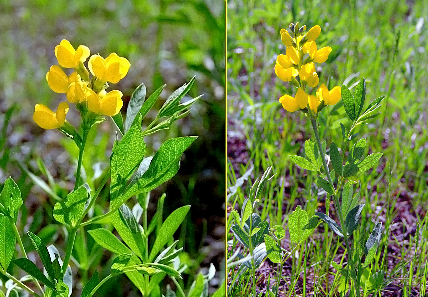 Iris90_22A&25B_Sld.jpg