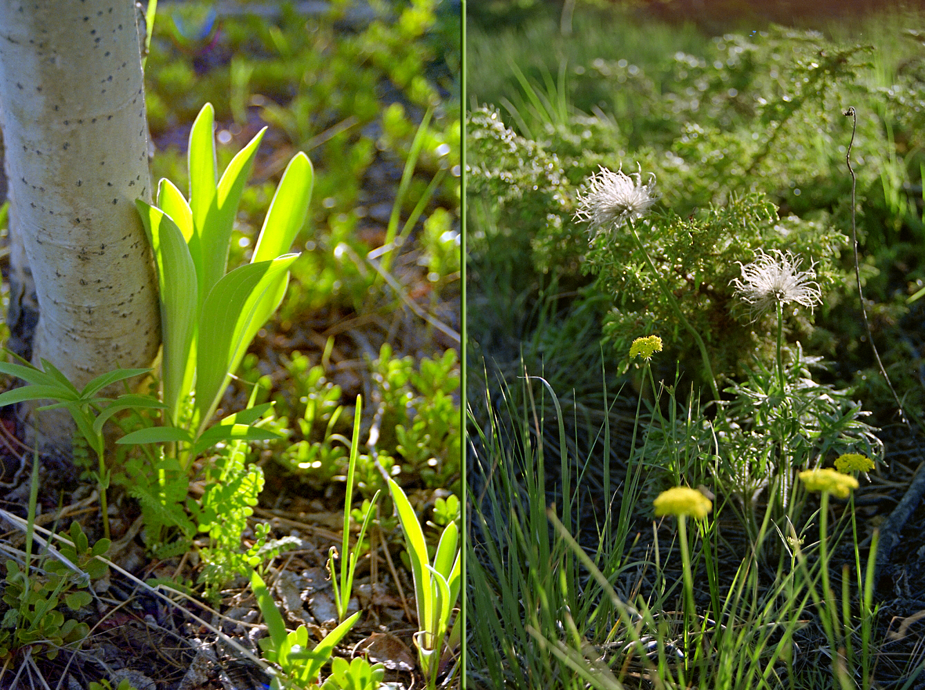 Iris90_28&26_Sld.jpg