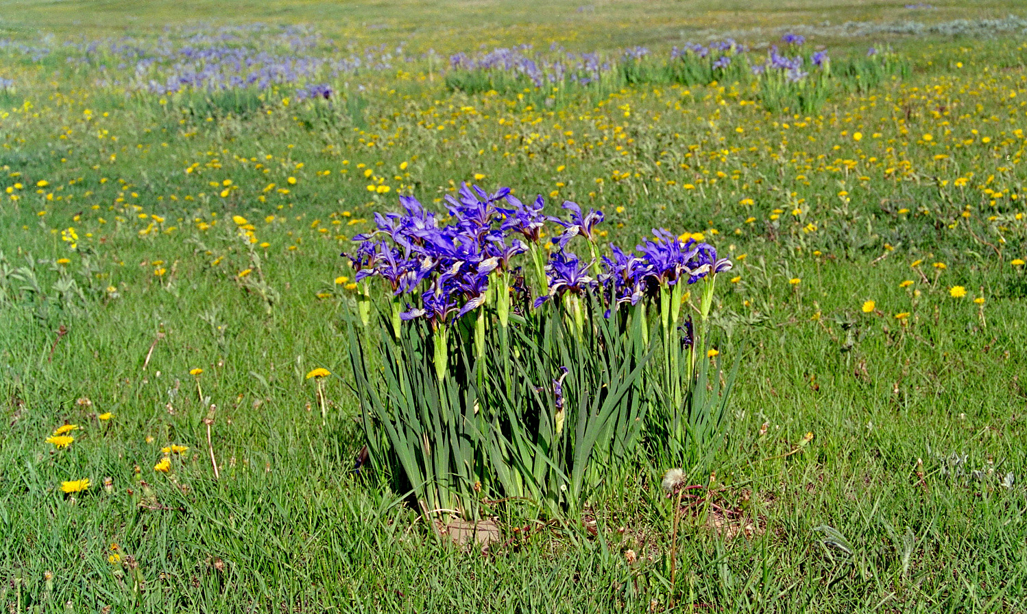 `Iris90_Title.jpg