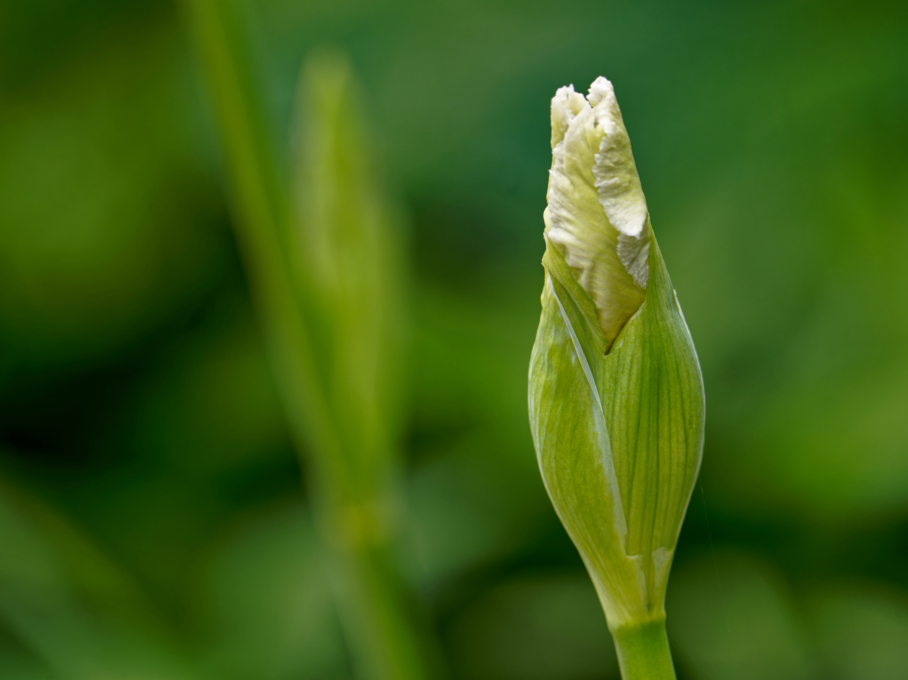 Irises Ready to Open.jpeg