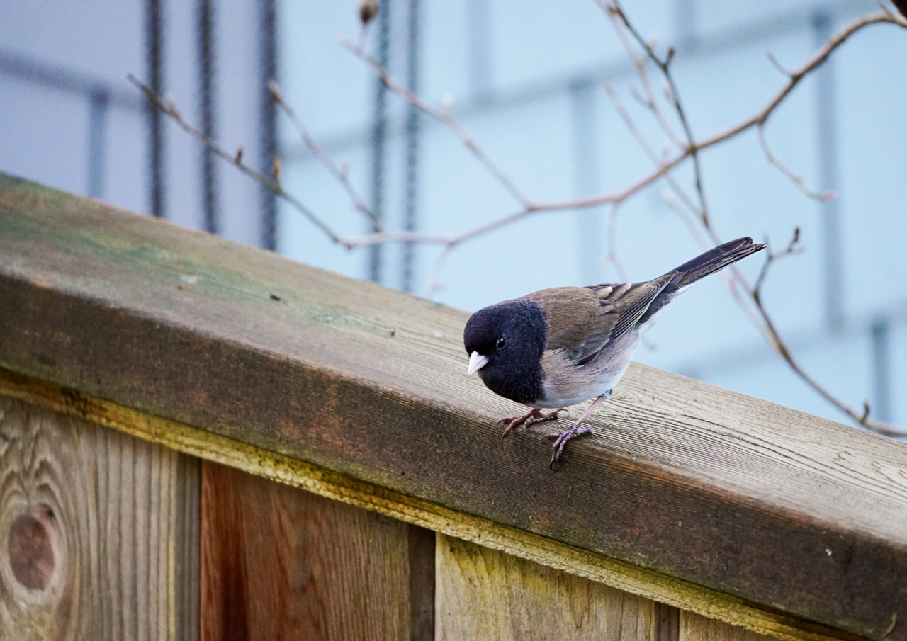 Is-It-Junco.jpg