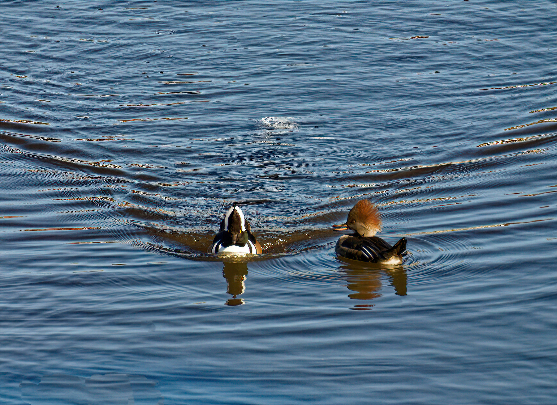 It's Nice to Be Back On This Lake, Isn't It?.jpeg