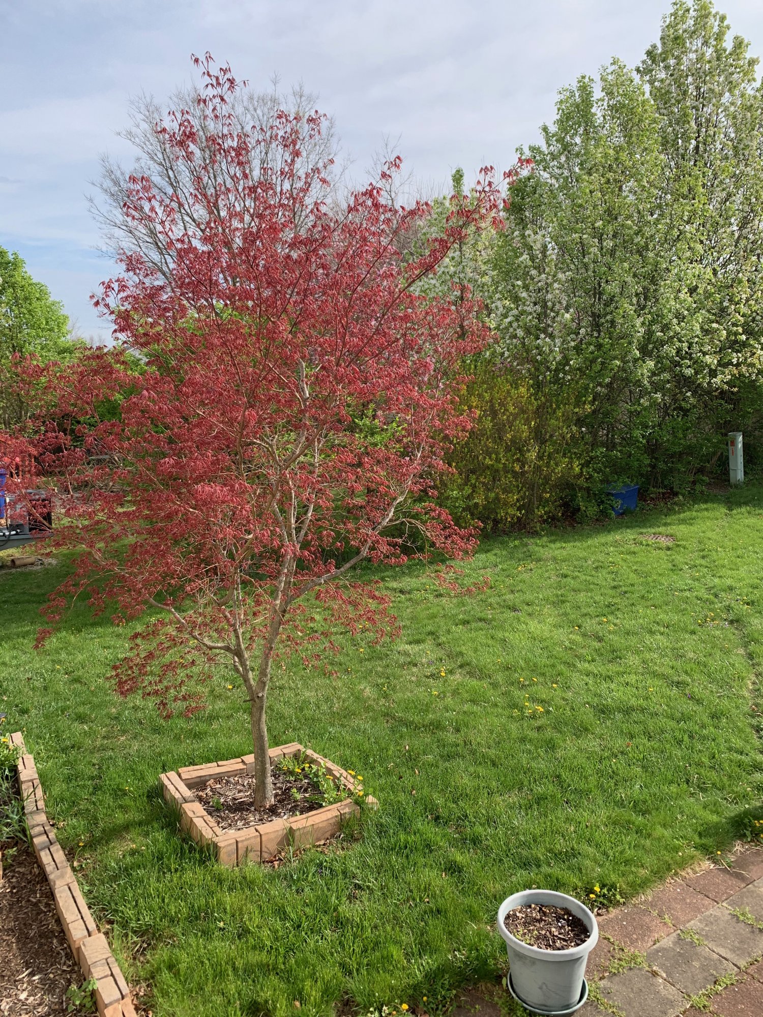 Japanese Maple in left side of back yard Spring 2021.jpeg