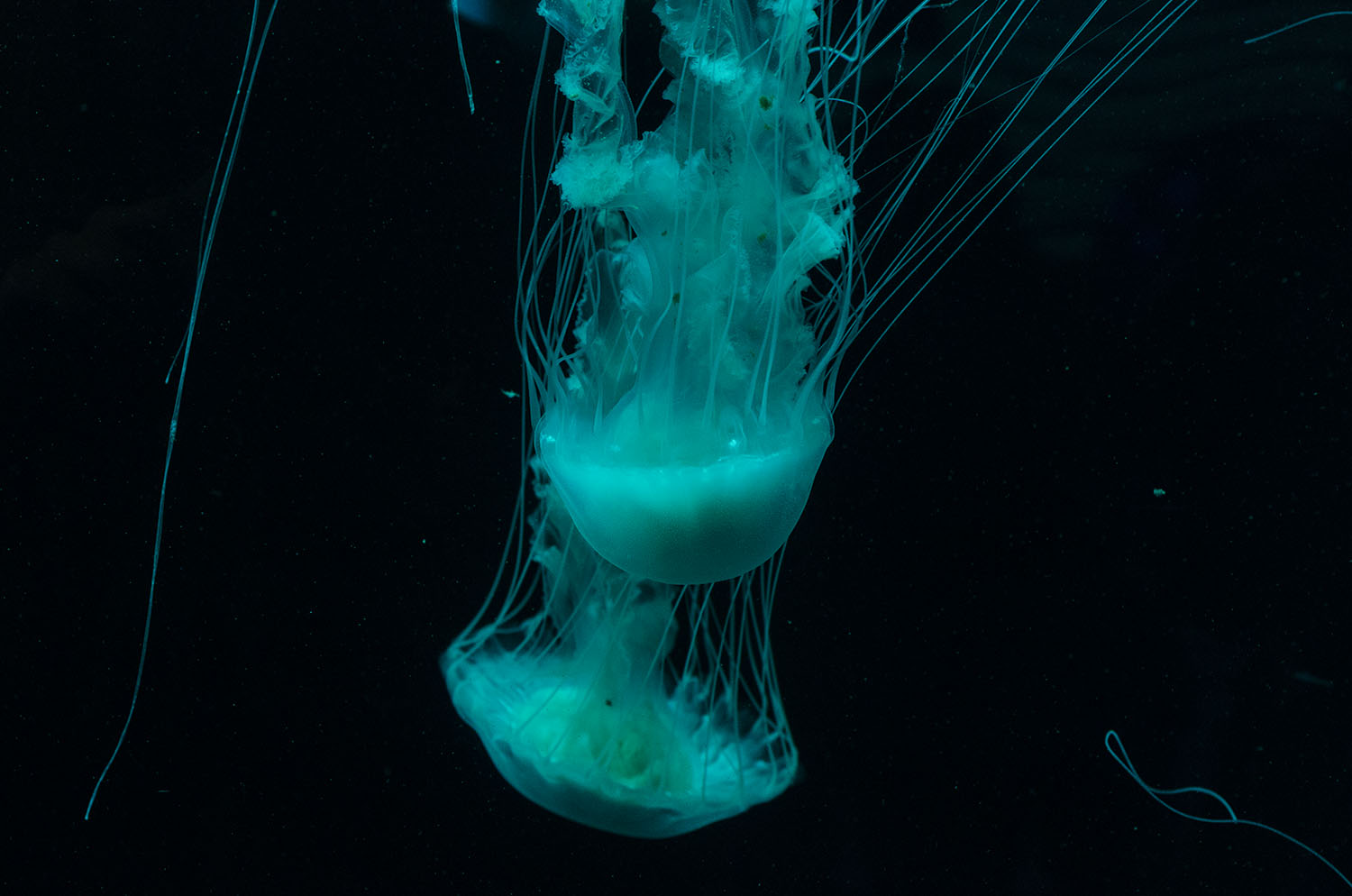 Jellyfish-1500px.jpg