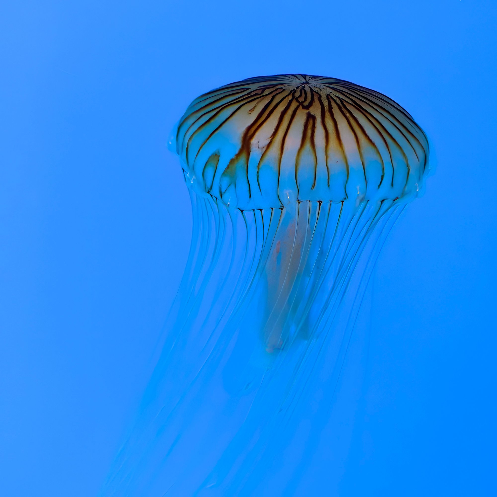 Jellyfish.jpeg