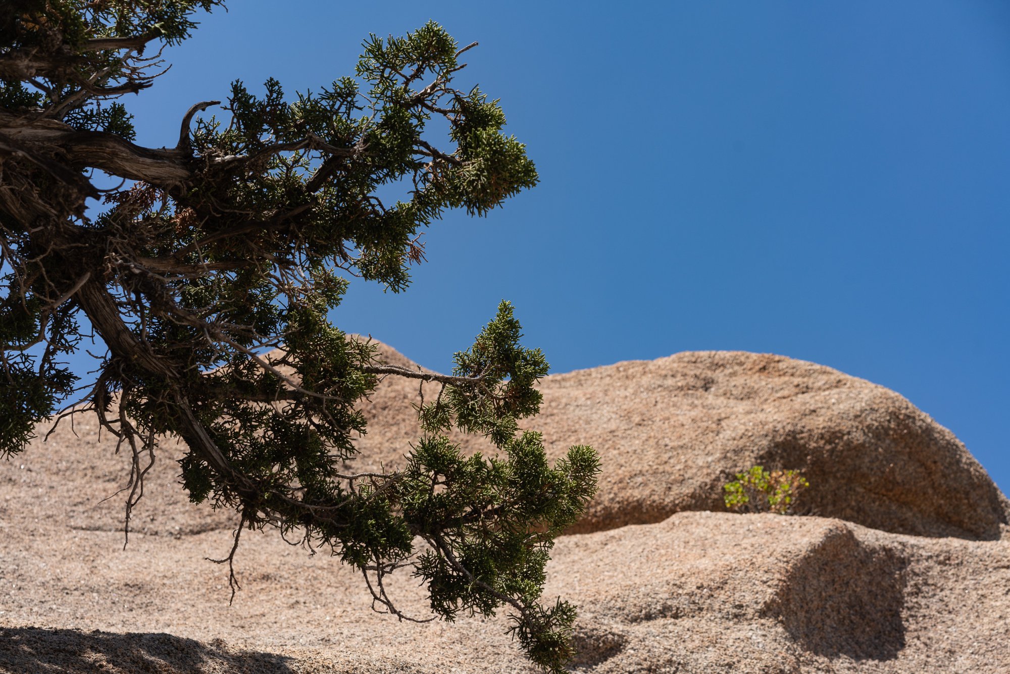 Joshua Tree - 2500px-26.JPG