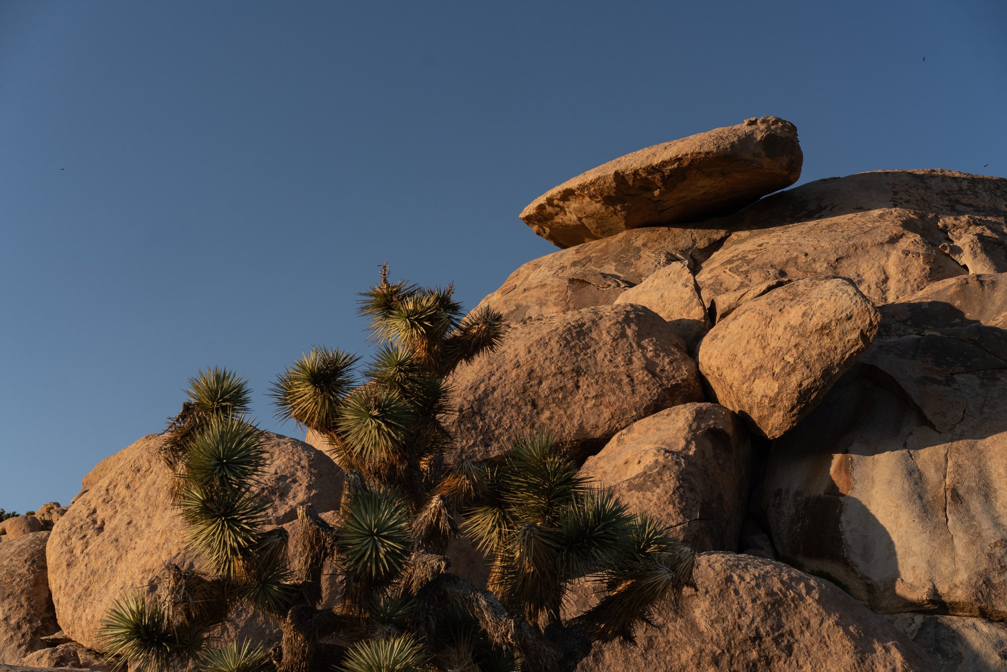 Joshua Tree - 2500px-52.JPG