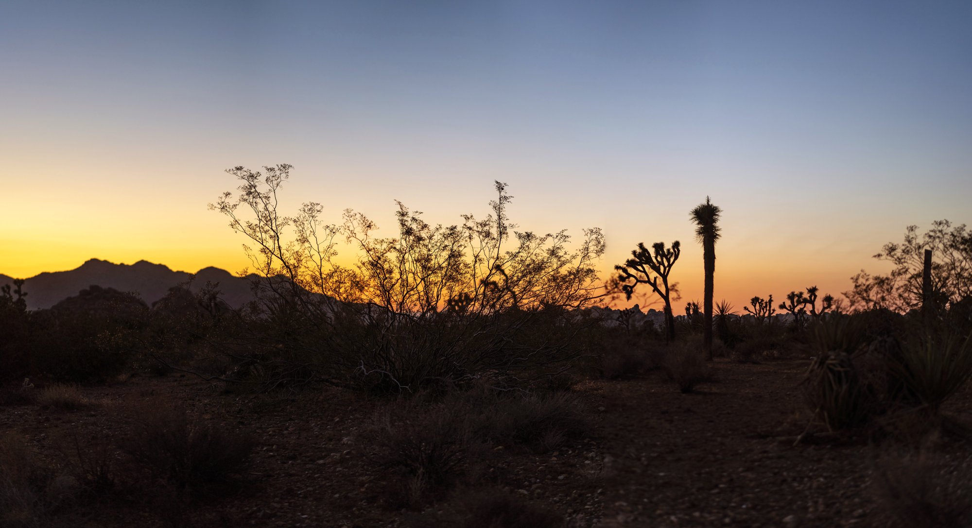 Joshua Tree -Sunset 2 - 5000px.jpg