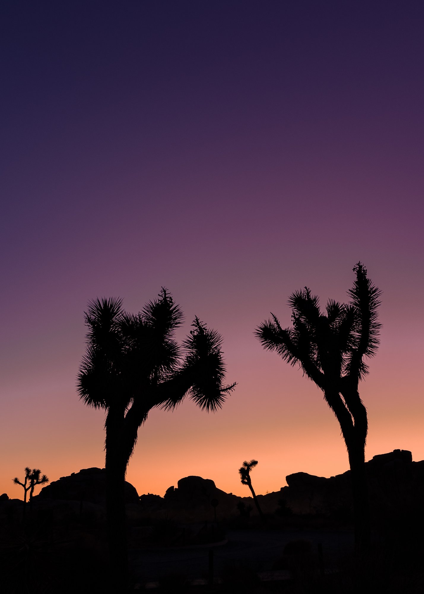 joshua_tree_full_res-1.jpg