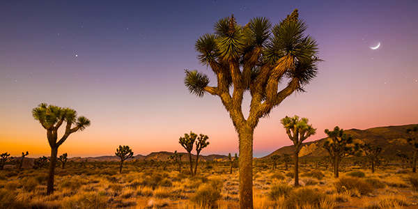 joshuaTree.jpg