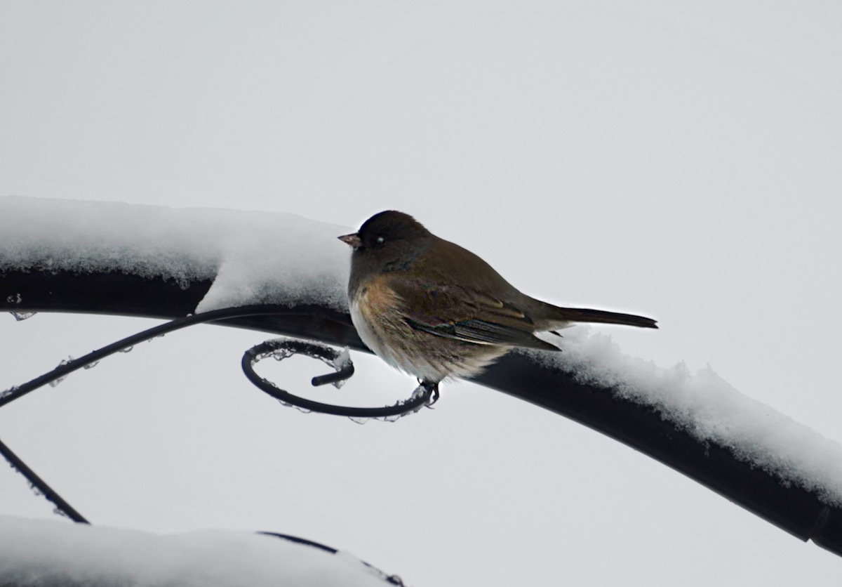 Junco (2).jpeg