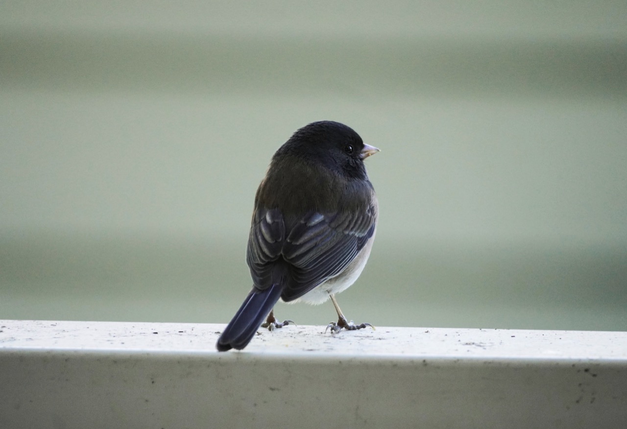 Junco.jpg